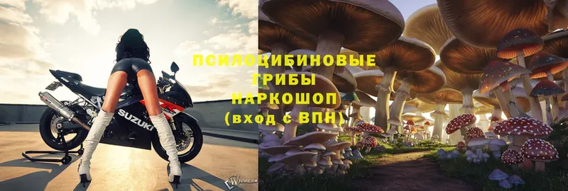 Галлюциногенные грибы Magic Shrooms  Малая Вишера 